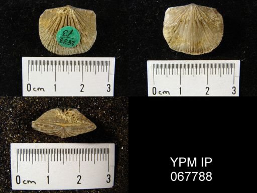 Orthostrophia strophomenoides