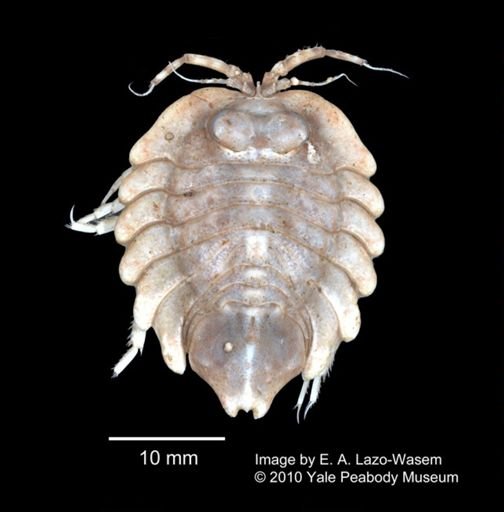 Serolidae