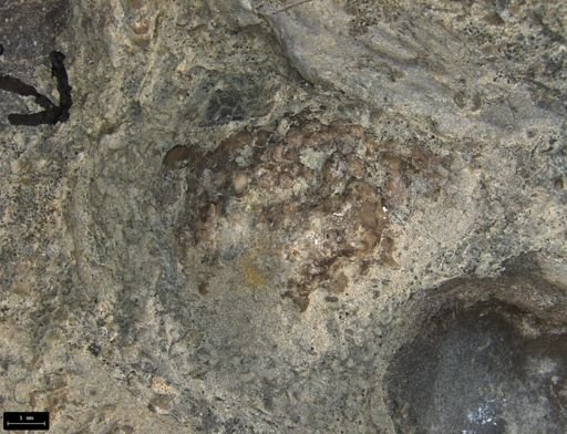 Aplocoma damesii