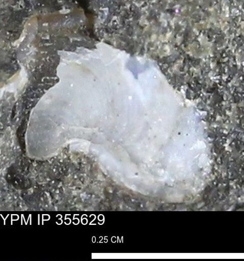 undet. Mollusca