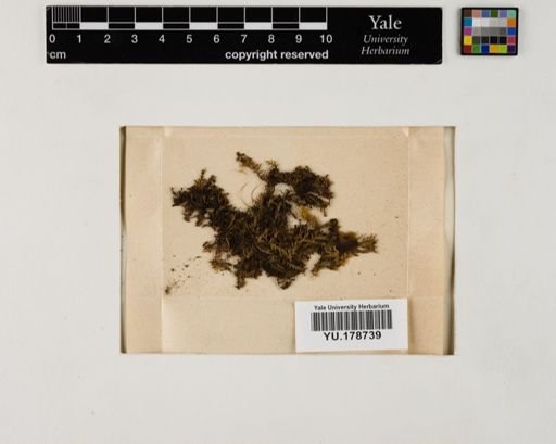 Plantae