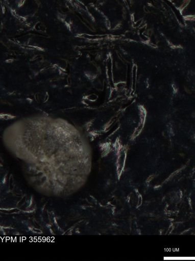 undet. Foraminiferida