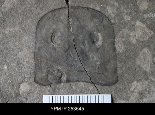 Eurypterus sp.