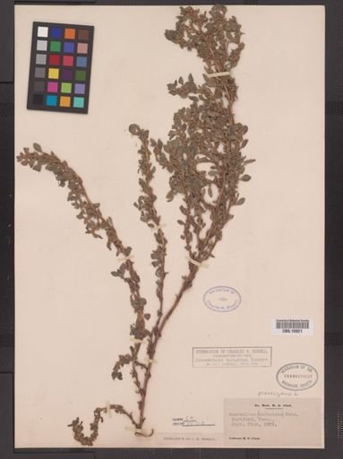 Amaranthus graecizans