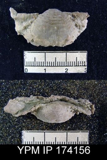 Productus magnicostatus