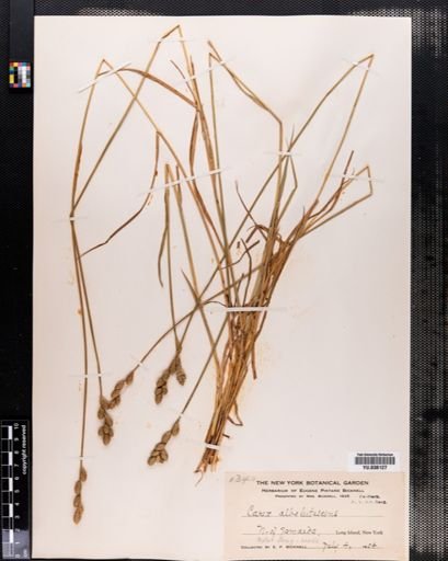 Carex albolutescens