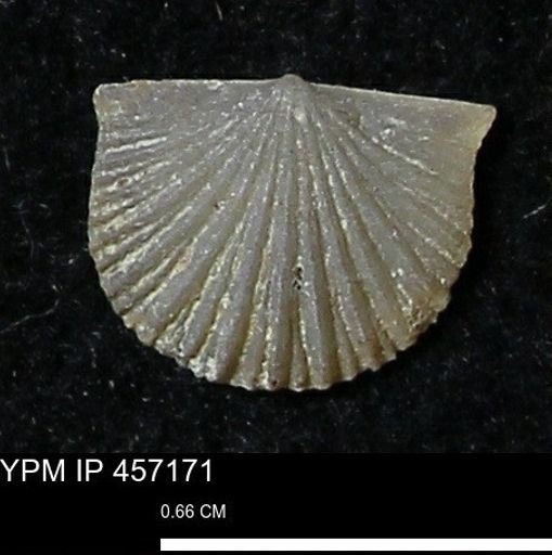 Stropheodonta sp.