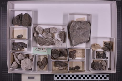 mixed taxa, stratigraphic collection