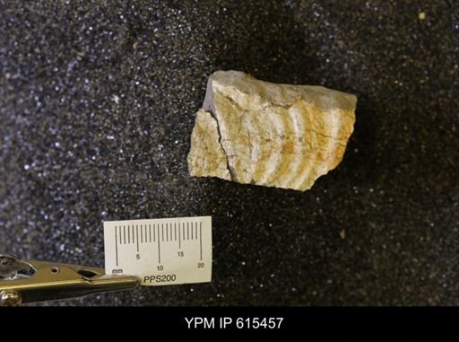 Inoceramus sp.