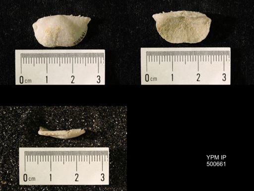 Chonetes granulifer meekanus
