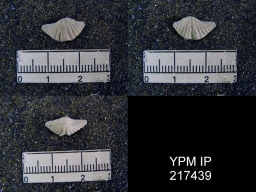 Punctospirifer sp.