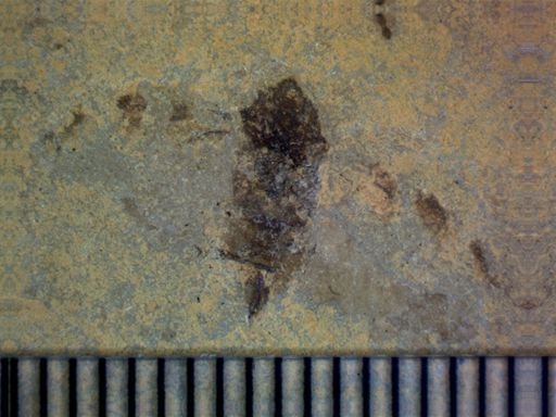 undet. Hemiptera
