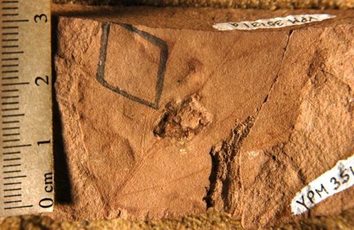 Antholithes sp.