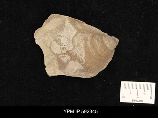 Inoceramus comancheanus