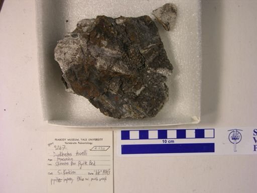 Dunkleosteus terrelli