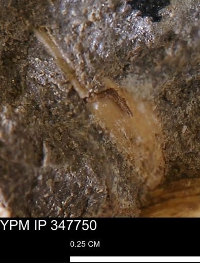 undet. Bivalvia