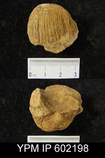 Productella arctirostrata