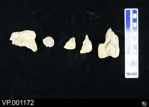 Pterodactylus ingens