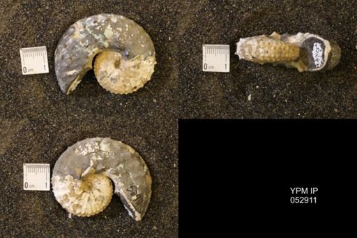 Discoscaphites gulosus