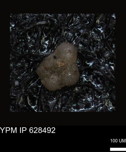 undet. Foraminiferida