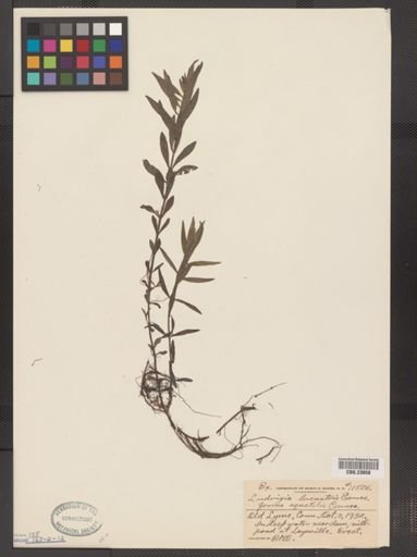 Ludwigia lacustris f. aquatilis