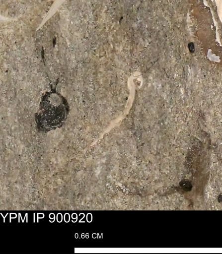 undet. Mollusca