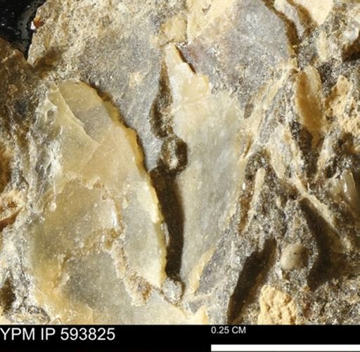 undet. Mollusca