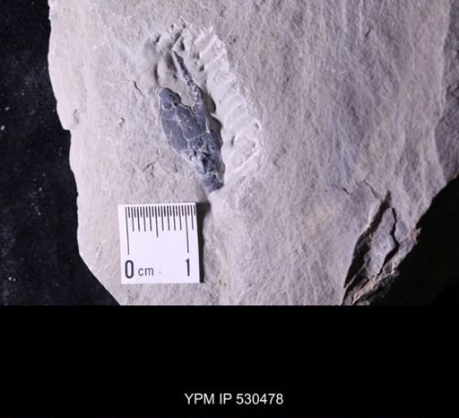 Castericystis vali