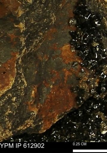 undet. Mollusca