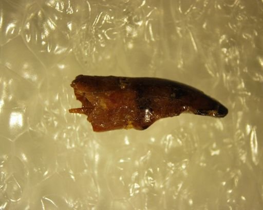 Jepsenella praepropera