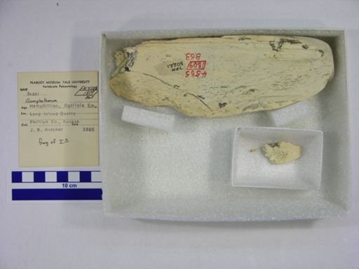 Gomphotherium sp.
