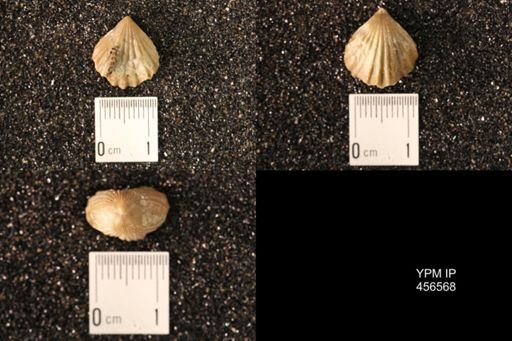 Rhynchonella dentata