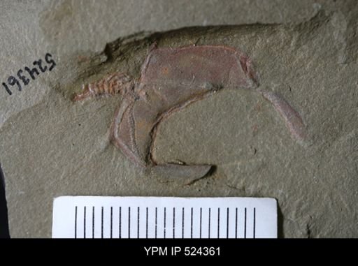 Cothurnocystis sp.
