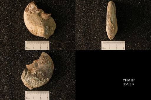 Hoploscaphites nicolletii