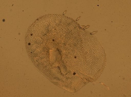 Lagisca impatiens