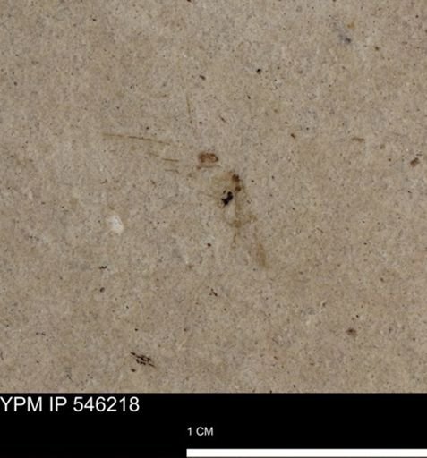 undet. Insecta