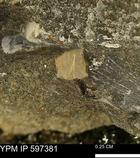 undet. Mollusca