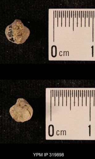 Ambocoelia planoconvexa