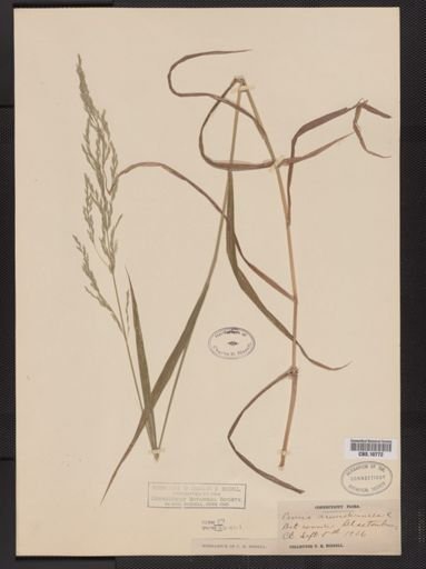 Cinna arundinacea