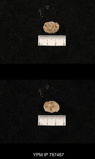 undet. Brachiopoda