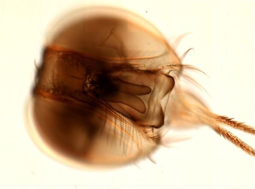 Glossina palpalis