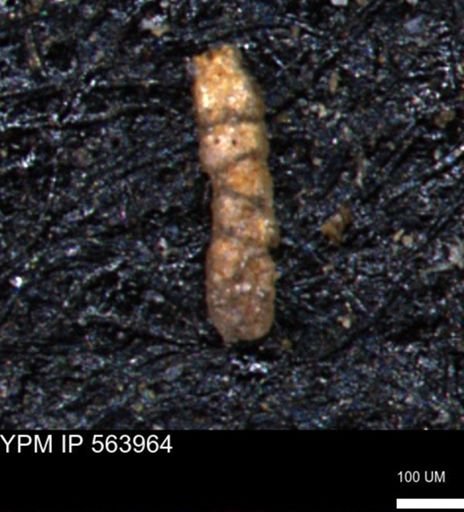 Ammobaculoides phaulus