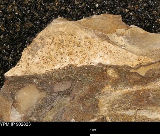 undet. Mollusca