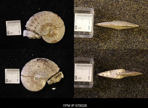 undet. Sphenodiscidae