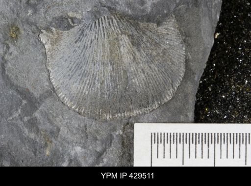 Devonochonetes coronatus