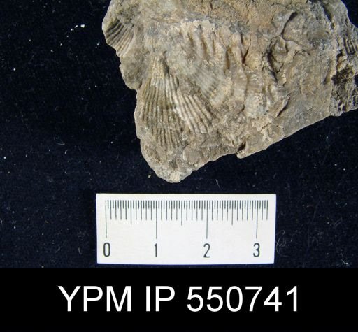 Linoproductus cora