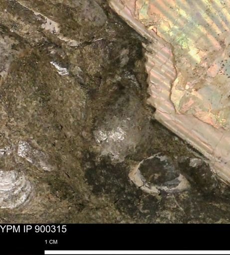 Anomia gryphorhyncha