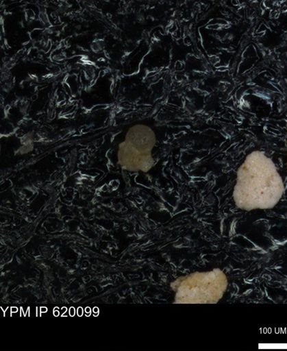 undet. Foraminiferida