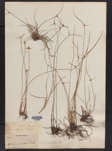 Plantae