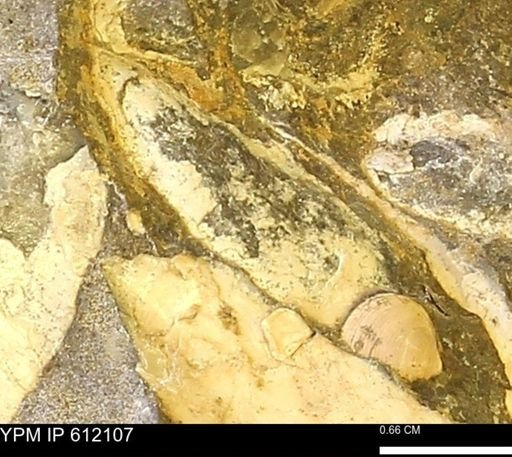Pseudoptera subtortuosa